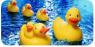 swimduck.jpg